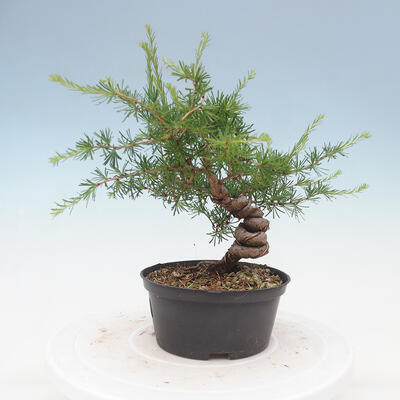Outdoor bonsai -Larix decidua - Modrzew - 4