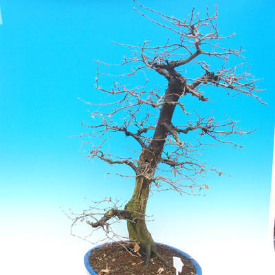 Outdoor bonsai - Karp zwyczajny - Carpinoides Carpinus - 4