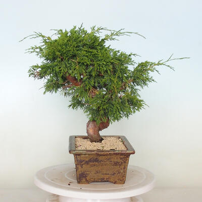 Outdoor bonsai - Juniperus chinensis Itoigawa - Jałowiec chiński - 4