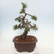 Bonsai ogrodowe - Pinus mugo - Sosna Klęcząca - 4/5
