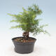 Outdoor bonsai -Larix decidua - Modrzew - 4/4