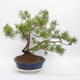 Bonsai ogrodowe - Pinus sylvestris - sosna zwyczajna - 4/4