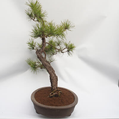Bonsai ogrodowe - Pinus sylvestris - sosna zwyczajna - 4