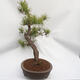 Bonsai ogrodowe - Pinus sylvestris - sosna zwyczajna - 4/5