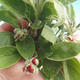 Outdoor bonsai - Malus halliana - jabłoń Malplate - 4/4