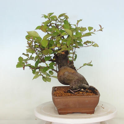 Outdoor bonsai - Pseudocydonia sinensis - pigwa chińska - 4
