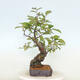 Outdoor bonsai - Pseudocydonia sinensis - pigwa chińska - 4/4