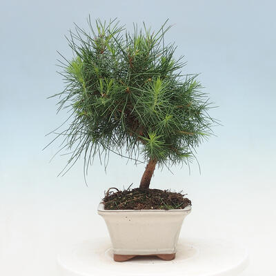 Kryty bonsai-Pinus halepensis-sosna Aleppo - 4