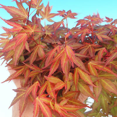 Outdoor bonsai - Acer palmatum Beni Tsucasa - Klon japoński 408-VB2019-26733 - 4