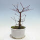 Bonsai outdoor - Maple palmatum DESHOJO - Maple palmate - 4/5