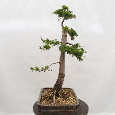 Bonsai na zewnątrz - Larix decidua - Modrzew liściasty - 4