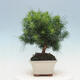 Kryty bonsai-Pinus halepensis-sosna Aleppo - 4/4