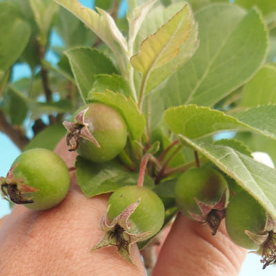 Outdoor bonsai - Malus halliana - jabłoń Malplate - 4