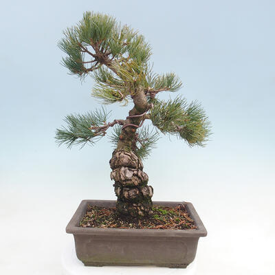 Outdoor bonsai - Pinus parviflora - Sosna drobnokwiatowa - 4