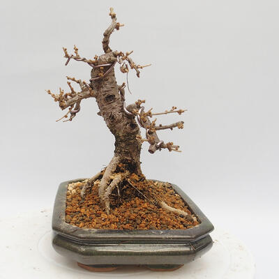 Outdoor bonsai -Larix decidua - Modrzew - 4