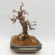 Outdoor bonsai -Larix decidua - Modrzew - 4/5