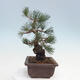 Outdoor bonsai - Pinus parviflora - Sosna drobnokwiatowa - 4/5
