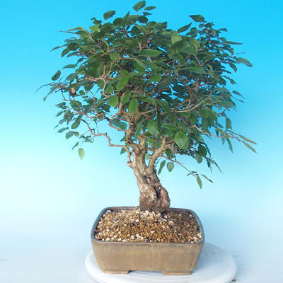 Na zewnątrz bonsai-Karpiny KARPINOWE - Koreański Grab - 4