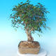 Na zewnątrz bonsai-Karpiny KARPINOWE - Koreański Grab - 4/5