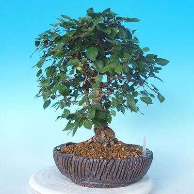 Na zewnątrz bonsai-Karpiny KARPINOWE - Koreański Grab - 4