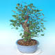 Outdoor bonsai - japońska gruszka NASHI - Pyrus pyrifolia - 4/6