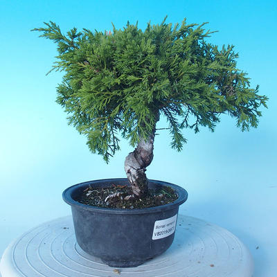 Odkryty bonsai - Juniperus chinensis ITOIGAWA - chiński jałowiec - 4