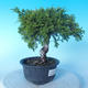 Odkryty bonsai - Juniperus chinensis ITOIGAWA - chiński jałowiec - 4/6