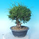 Odkryty bonsai - Juniperus chinensis ITOIGAWA - chiński jałowiec - 4/6