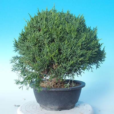 Odkryty bonsai - Juniperus chinensis ITOIGAWA - chiński jałowiec - 4