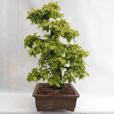 Outdoor bonsai - Grab - Carpinus betulus VB2019-26689 - 4