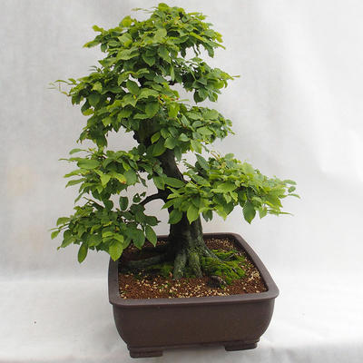 Outdoor bonsai - Grab - Carpinus betulus VB2019-26690 - 4