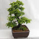 Outdoor bonsai - Grab - Carpinus betulus VB2019-26690 - 4/5