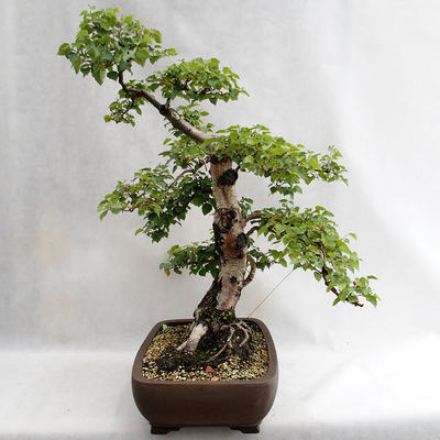 Outdoor bonsai - Betula verrucosa - brzoza srebrna VB2019-26695 - 4