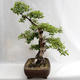 Outdoor bonsai - Betula verrucosa - brzoza srebrna VB2019-26695 - 4/5
