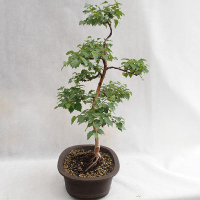 Outdoor bonsai - Betula verrucosa - brzoza srebrna VB2019-26696 - 4