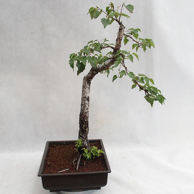 Outdoor bonsai - Betula verrucosa - brzoza srebrna VB2019-26697 - 4