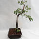Outdoor bonsai - Betula verrucosa - brzoza srebrna VB2019-26697 - 4/5