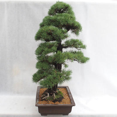 Outdoor bonsai - Pinus sylvestris - sosna zwyczajna VB2019-26699 - 4