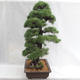 Outdoor bonsai - Pinus sylvestris - sosna zwyczajna VB2019-26699 - 4/6