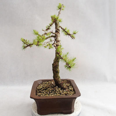 Outdoor bonsai - Larix decidua - Modrzew europejski VB2019-26702 - 4