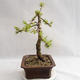 Outdoor bonsai - Larix decidua - Modrzew europejski VB2019-26702 - 4/4