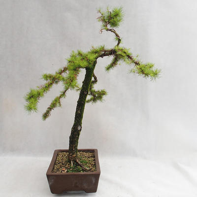 Outdoor bonsai - Larix decidua - Modrzew europejski VB2019-26704 - 4