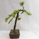 Outdoor bonsai - Larix decidua - Modrzew europejski VB2019-26704 - 4/5