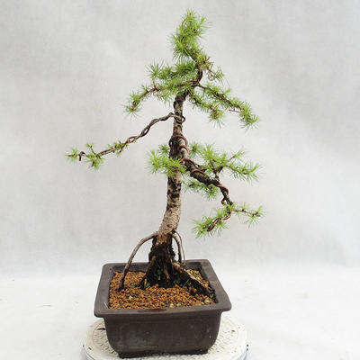 Outdoor bonsai - Larix decidua - modrzew europejski VB2019-26707 - 4