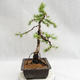 Outdoor bonsai - Larix decidua - modrzew europejski VB2019-26707 - 4/5