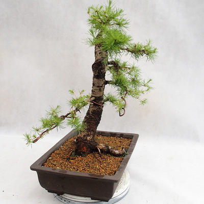 Outdoor bonsai - Larix decidua - modrzew europejski VB2019-26708 - 4