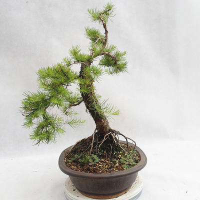 Outdoor bonsai - Larix decidua - Modrzew europejski VB2019-26709 - 4