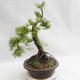 Outdoor bonsai - Larix decidua - Modrzew europejski VB2019-26709 - 4/5