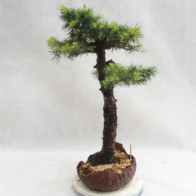 Outdoor bonsai - Larix decidua - Modrzew europejski VB2019-26710 - 4