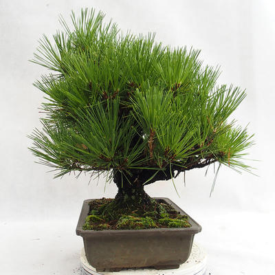 Outdoor bonsai - Pinus thunbergii Corticosa - sosna Thunberga VB2019-26712 - 4